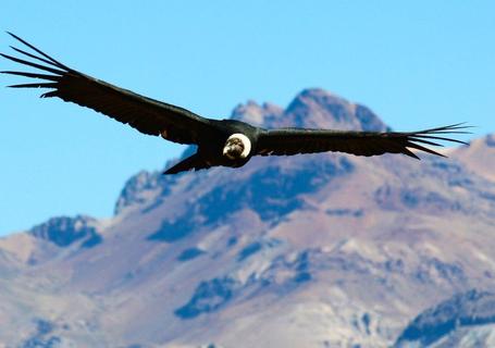 Views of Colca Canyon and Andean Condors