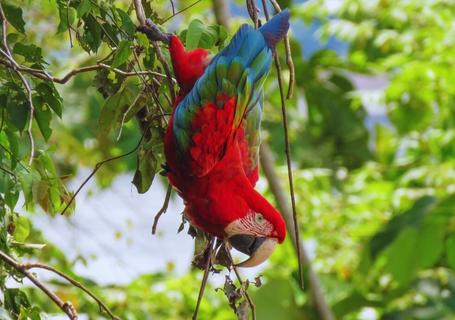 Hacienda Concepcion Birds