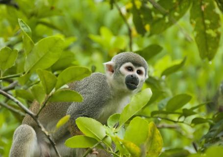 Reserva Amazonica Mono