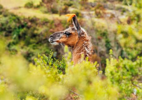 3 Lares Trek -  A llama resting in the vegetation