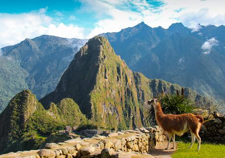 5 Short Inca Trail - Llama in Machu Picchu