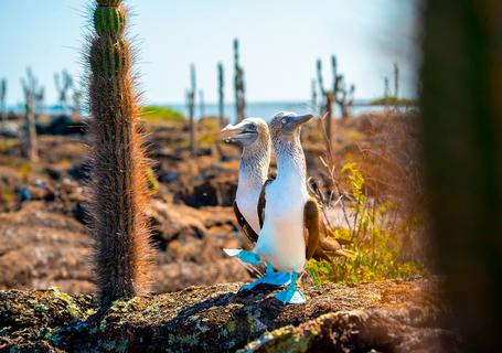 0 Galapagos - Blue footed birds