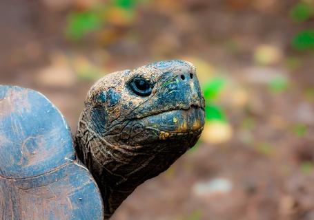 1 Galapagos - Giant turtle