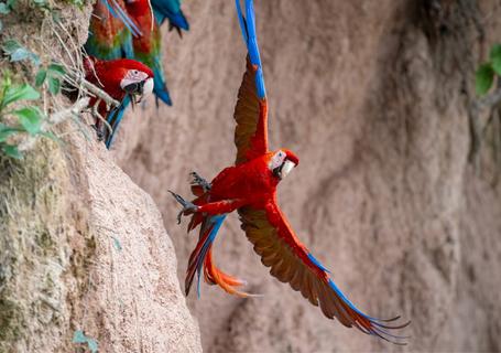 1 Posada Amazonas 4D - Macaws