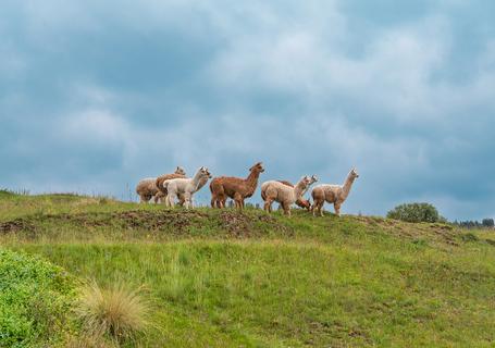 2 Cusco City Tour - Llamas at Saqsayhuaman