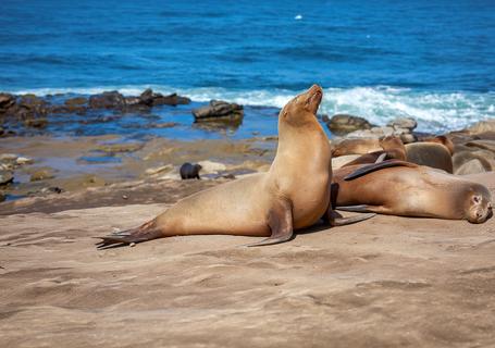 3 Galapagos - Sea lion