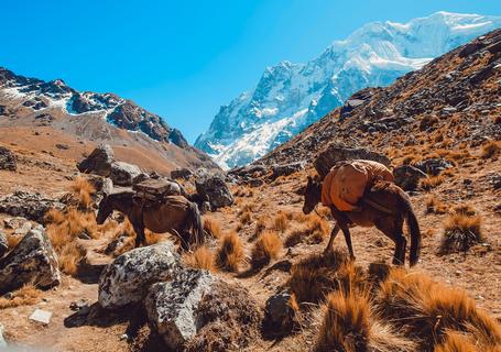 3 Salkantay Private - Horses in the mountain