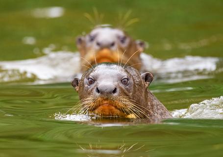 4 Posada Amazonas 4D - Family of otters