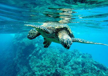 5 Galapagos - sea turtle