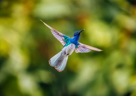 5 Luxury IncaTrail - Colibri