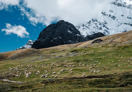 6 Ausangate Trek - A herd of alpacas among the mountains