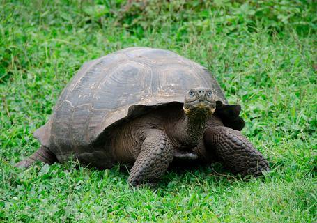 6 Galapagos - Giant turtle