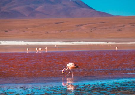 2 Uyuni to Atacama - Red Lagoon