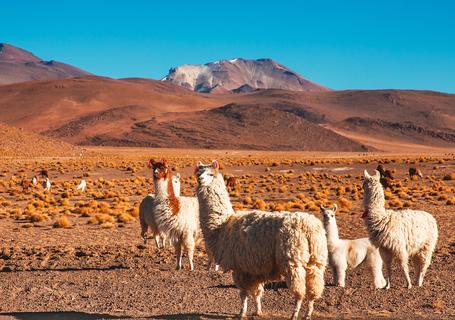 6 Uyuni to Atacama - Llamas at Atacama