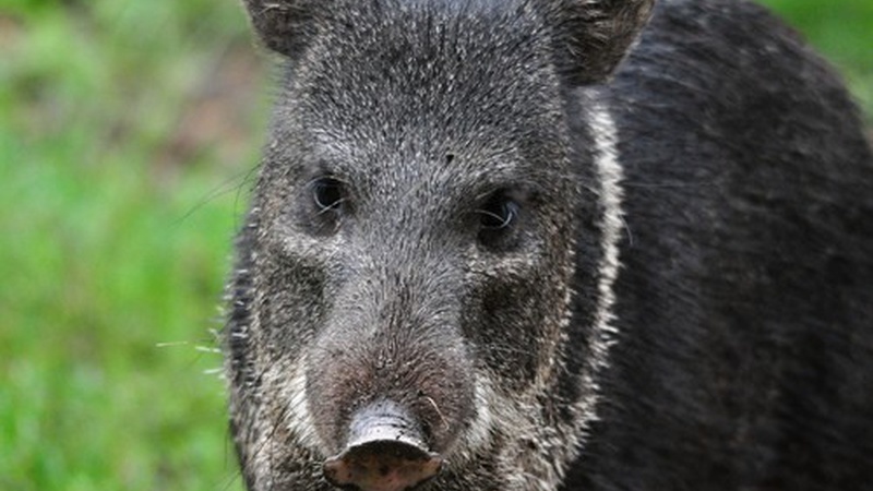 Chaparri Ecological Reserve Tour | Wildlife & Nature in Peru