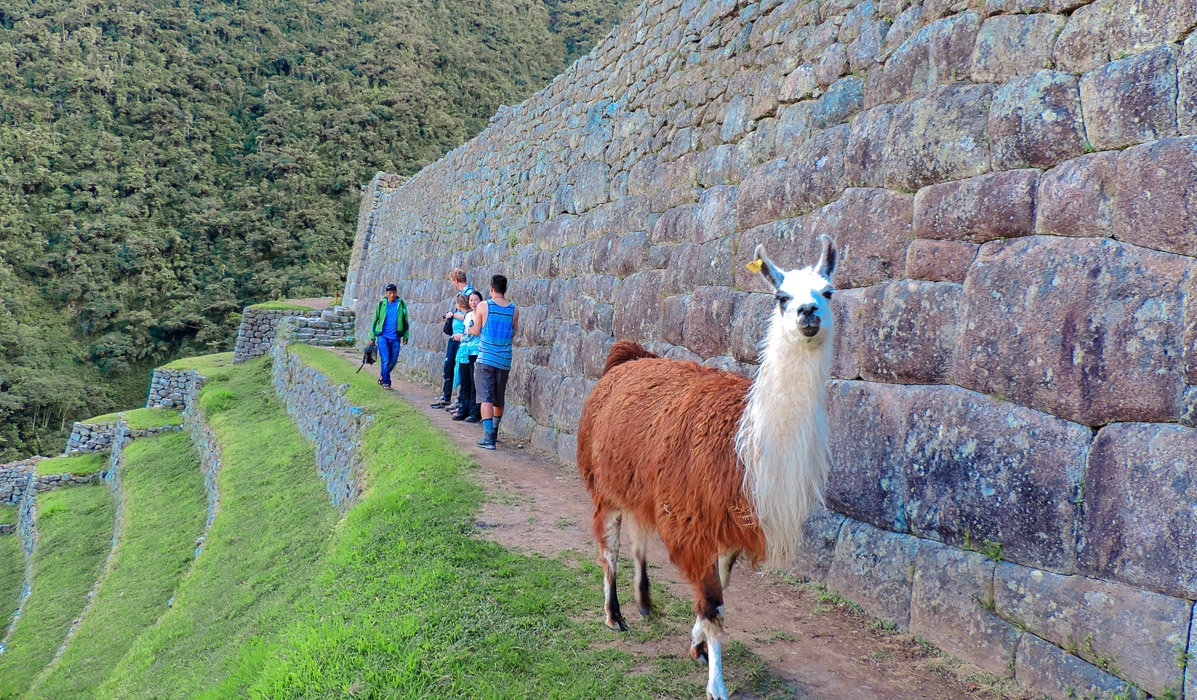 Llamas on the Inca Trail