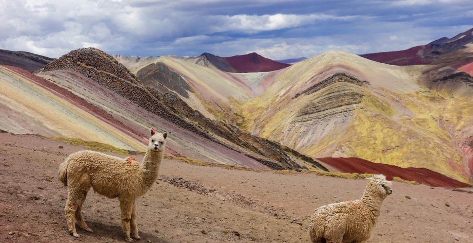 Sheep at Palcoyo Rainbow Mountain