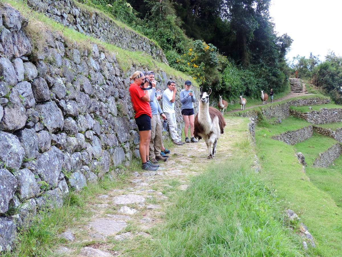 Short Inca Trail to Machu Picchu