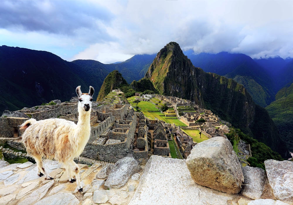 The llamas add a surreal experience to the atmosphere of the Machu Picchu citadel