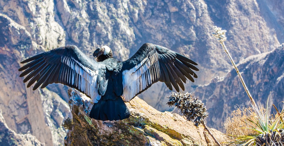 The Colca Canyon The Giant Andean Condor Travel Cusco