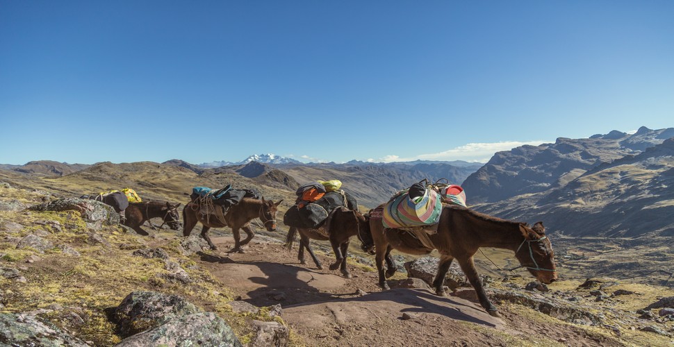 So, which trek is right for you? It depends on your trekking interests and fitness level. The Salkantay Trek is a good option if you are looking for a longer, more challenging trek with incredible scenery. The Lares Trek might be better if you are interested in a shorter trek with more opportunities to learn about Peruvian culture on your Peru adventure tour. 