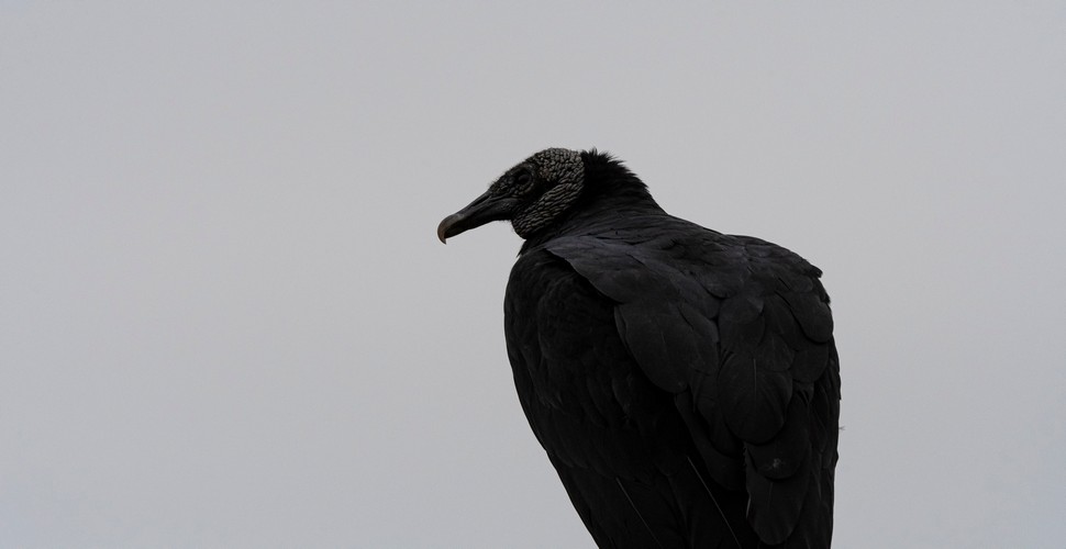 When you visit Lima you’ll see black vultures circling or watching over the city. Despite popular beliefs that give them a bad reputation (garbage eaters, bad omens, etc), black vultures, also known as “gallinazos” are responsible for cleaning the city. They have also inspired short stories, academic essays, and artwork that revindicate their guardian status.