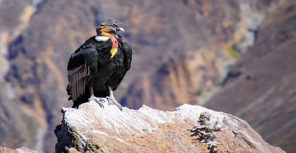 One of the main reasons that people visit the Aquipa region is to visit the amazing Colca Canyon. This impressivelydeep canyon is home to the endangered Giant Andean Condor. Visit on a tour from Arequipa to Colca Canyon and see this magnificent bird for yourself! 
