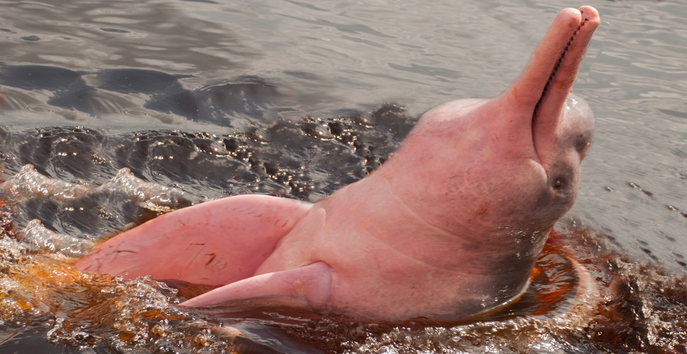 The Amazon pink river dolphin is obviously famous for its pink color. But, many don’t know that it also comes in a variety of other shades. The dolphins actually start off grey when they are young, and slowly turn pink as they get older. Their final color can be influenced by their behavior, diet, capillary placement, and exposure to sunlight. see these amazing creatures on your Iquitos Peru Amazon Tours!