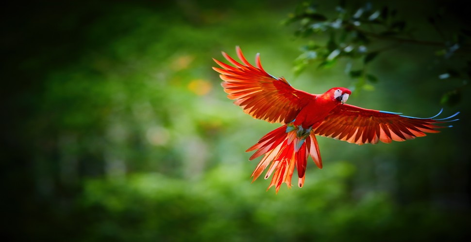 The scarlet macaw is one of the symbols of the Peruvian Amazon. Its brilliant colors have captivated people from all over the world through the iconic images of the birds feeding on the clay licks. Macaws in general, aside from being visually impressive, are important components of jungle life. see these impressive creatures on your Amazon adventure tours.