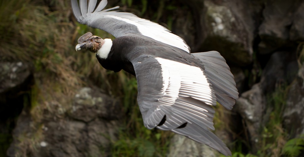 The Black-and-chestnut Eagle is the largest eagle found in the Andes of Peru. Only slightly smaller than the Crested Eagle and Harpy Eagle, they can reach up to 80cm long with a 180cm wingspan. See the magnificent Andean Eagle on your Machu Piccu vacation packages.