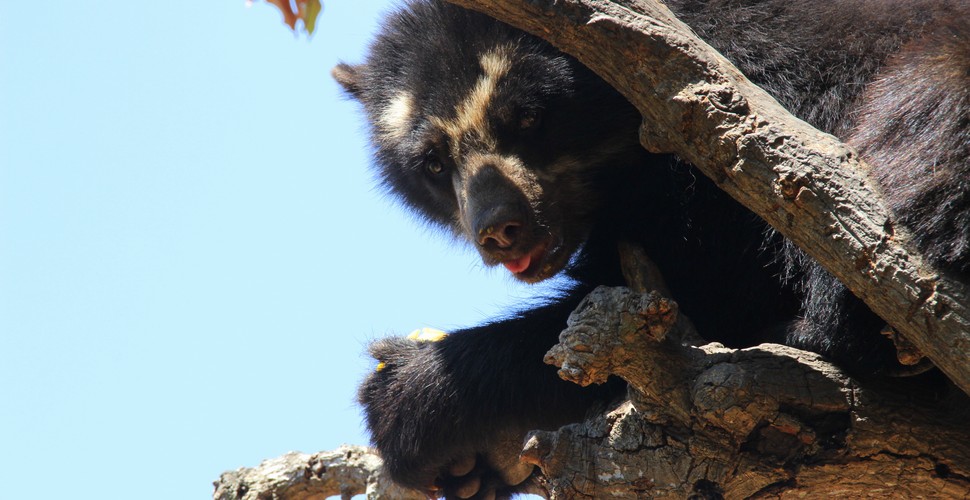 The Spectacled bear is found in South America, mainly in Colombia, Ecuador, Peru, and Bolivia. According to some researchers, the greatest number of these Spectacled bears is to be found on the borders between Colombia, Ecuador, and Peru. In Peru, The Chaparri Reserve houses a number of these endangered species in their natural hábitat. Visit on your Chiclayo tours.