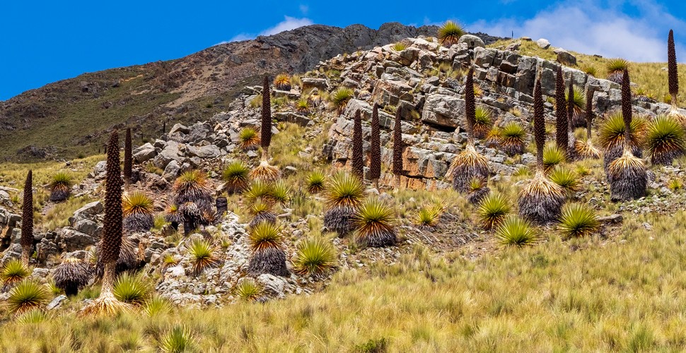 The “Queen of the Andes” belongs to the bromeliad family which also includes the pineapple! Better known as the Puya Raimondii, this enormous giant can reach heights of up to 12 meters/ 40 feet, making it the largest bromeliad in the world.  Witness this incredible cactus on your Peru tour packages to the Chaparri Reserve!