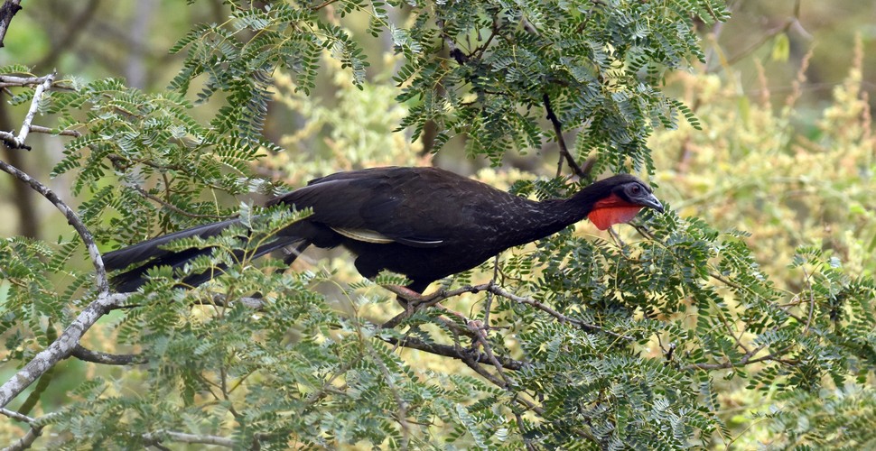 The white-winged guan is now found only in the departments of Lambayeque, Cajamarca, and Piura in northwestern Peru. This includes the Chaparri Reserve. The white-winged guan lives a very specialized habitat of small forested ravines, and nearby slopes on the west of the Andes. See this endangered bird when you travel to Chiclayo.