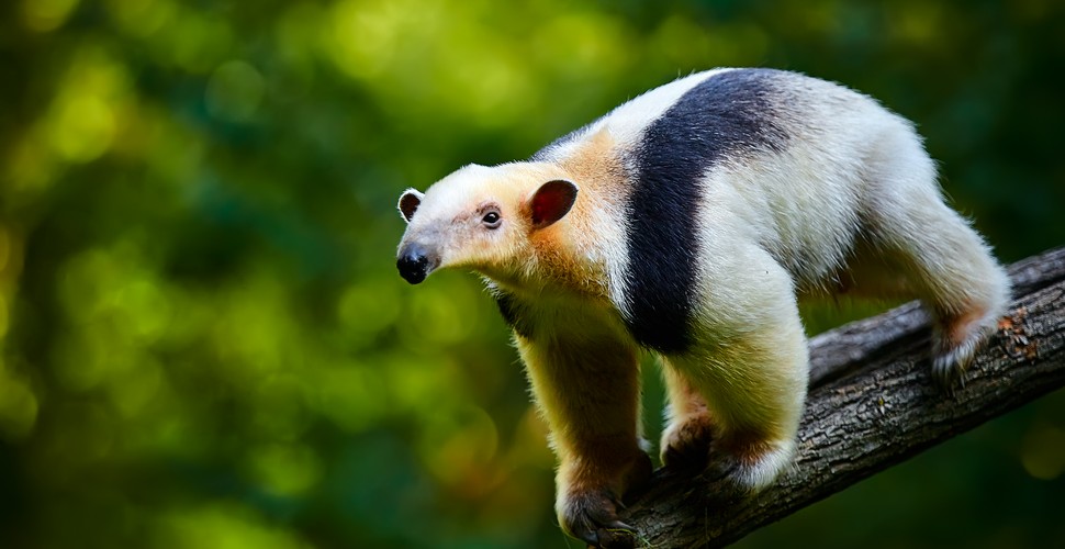 The southern tamandua, also called the lesser anteater, is a species of South American anteater, specifically found in Peru. It is a solitary animal found in many different habitats, from mature to highly disturbed secondary forests and arid regions. It feeds on ants, termites, and bees. Its very strong foreclaws can be used to break insect nests or to defend itself. see this animal on your Peru tours.
