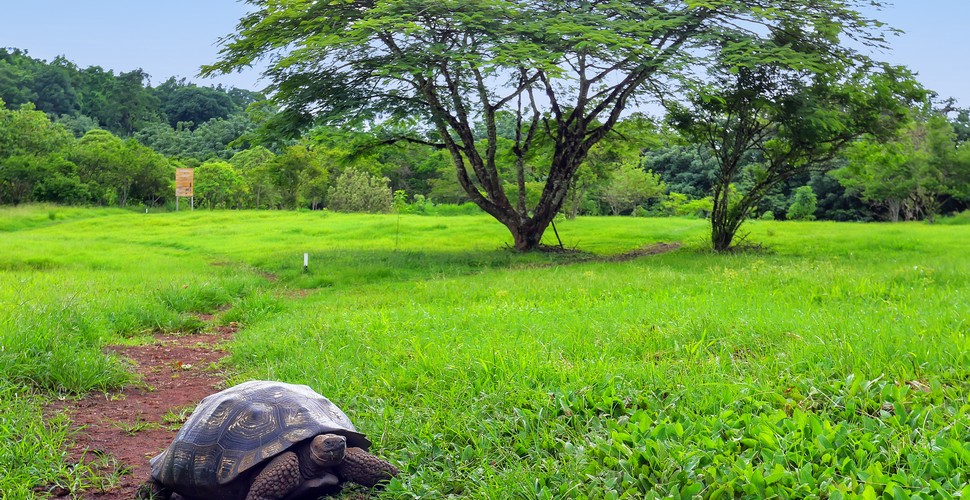 There are 13 species of Galapagos tortoises. These reptiles are among the longest-living of all land vertebrates, averaging more than a hundred years. The oldest on record lived to be 175! See these amazing creatures and so many others on your Galápagos tour packages.