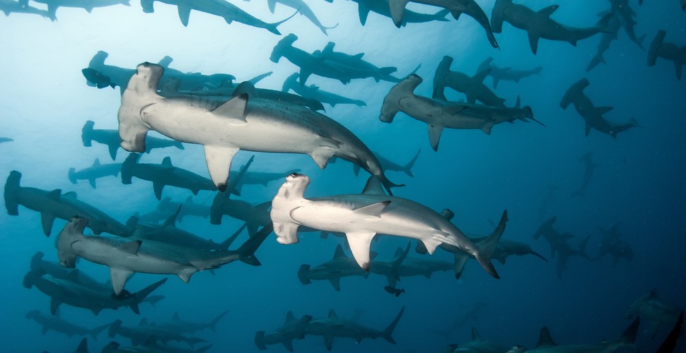 The Galapagos hammerhead shark is instantly recognizable as its body is shaped like a hammer, and the eyes can be seen on either side of the head. The is obviously where their name comes from! While baby sharks are around 50 centimeters long, adults typically grow to four meters in length. See this and other species on your Galapagos Tours.