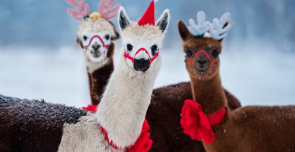 If you are thinking about spending Christmas in Peru, now’s the time to catch up on the country’s Christmas traditions. The festive food and drink, and other common Christmas customs during your Peru vacation packages.