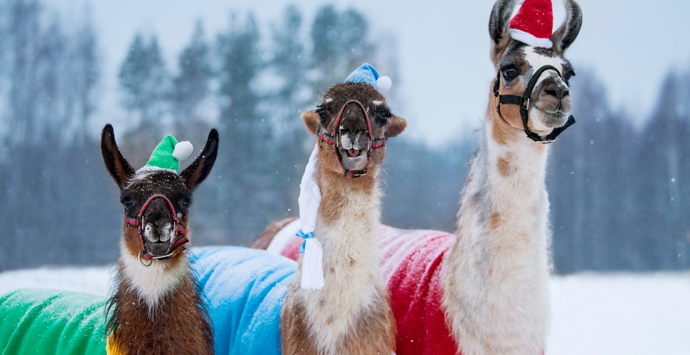 Llamas also celebrate Christmas!  Find out more on your Peru Machu Picchu trip!