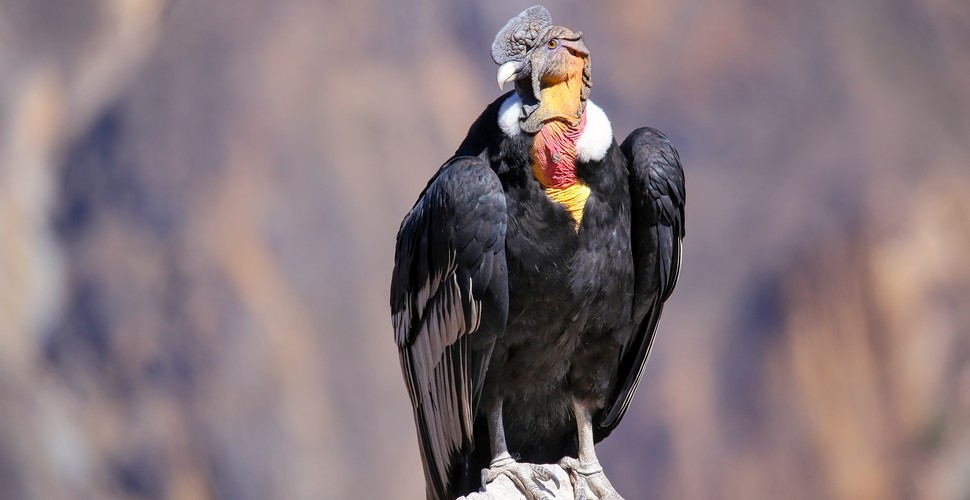 One of the best places to spot condors in Peru is the Colca Canyon. The sun heats the bottom of this deep canyon, and the hot thermals rise. This allows the condors to fly. If your dream is to see an Andean condor on your Peru tour package, then Colca Canyon is a must-visit!
