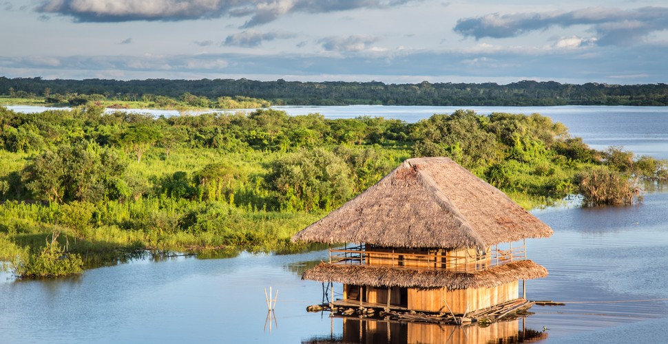 The remote nature of the Peruvian Amazon allows for a more intact and flourishing ecosystem, providing a habitat for a diverse array of species. From elusive big cats to vibrant birdlife, the Amazon near Iquitos promises wildlife encounters that are both rare and remarkable on your Iquitos tours.