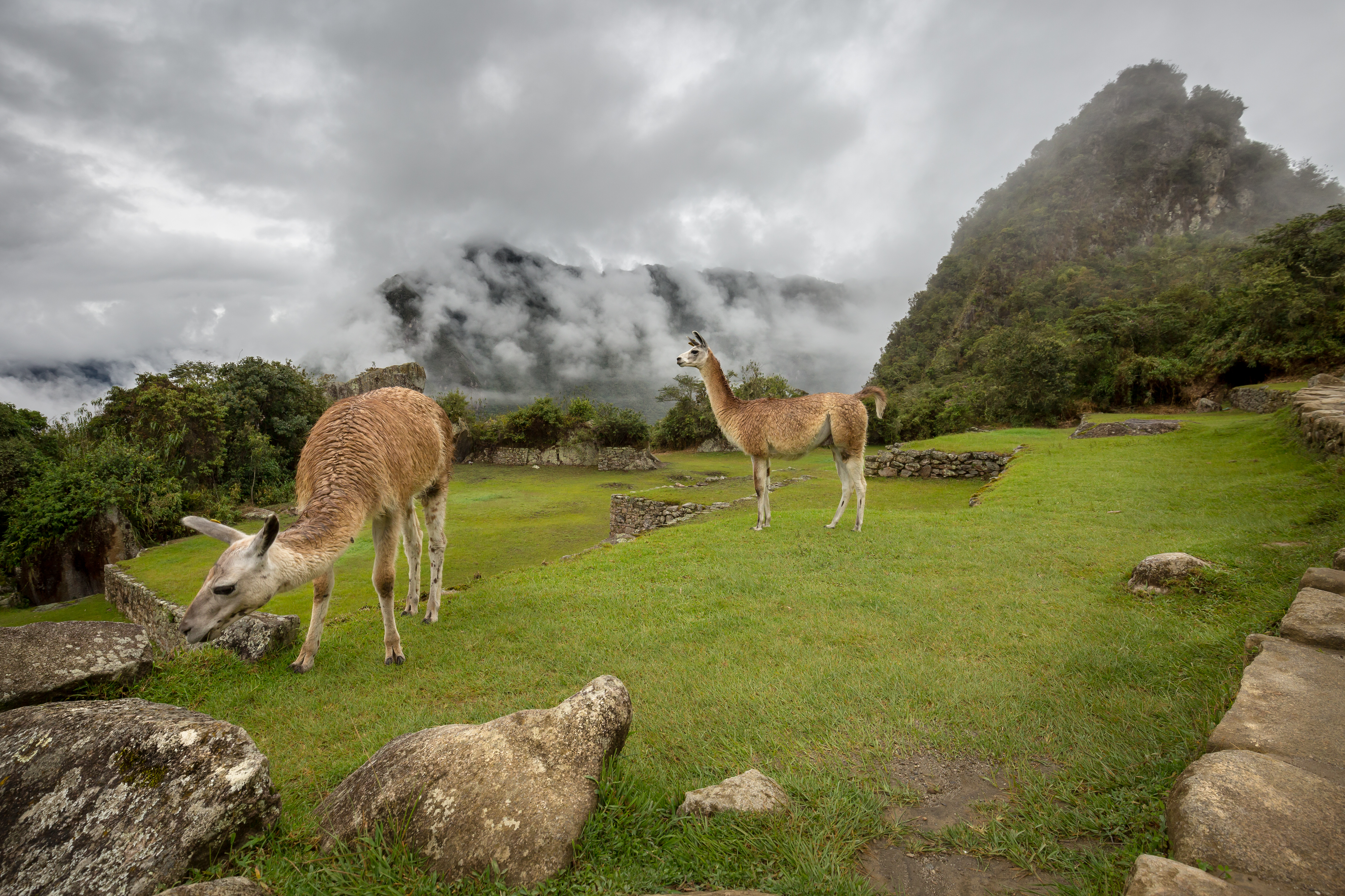 Machu Picchu has strictly enforced rules for entering the site. This is to not compromise the ancent Inca citadel or damage its historic structures. Any Machu Picchu vacation package complies with these rules so that Machu Picchu is preserved for future generations.