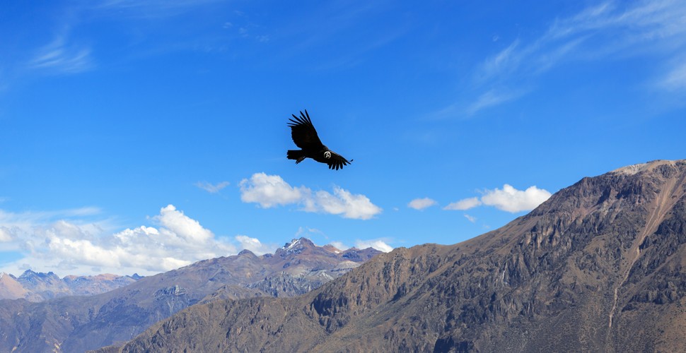 Venture from Arequipa to Colca Canyon, the second deepest canyon in the world.. Plunging valleys shadowed by volcanic peaks, thermal springs, and traditional communities are all part of Colca’s charm. The Mirador Cruz del Condor is a viewing platform where you can see flying condors with an 8-foot wingspan and the ultimate highlight of any  Colca Canyon tour from Arequipa.