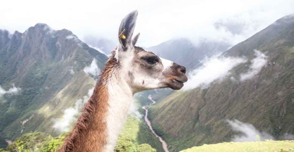 Llamas are synonymous with Machu Picchu. They are there to recreate what Machu Picchu might have looked like back in history. Although the cloud forest is not the llama’s natural habitat, the presence of llamas in Machu Picchu was a real occurrence because archeological excavations have proven it. So, see our furry friends on the slope and staircases on your Peru Machu Picchu trip!