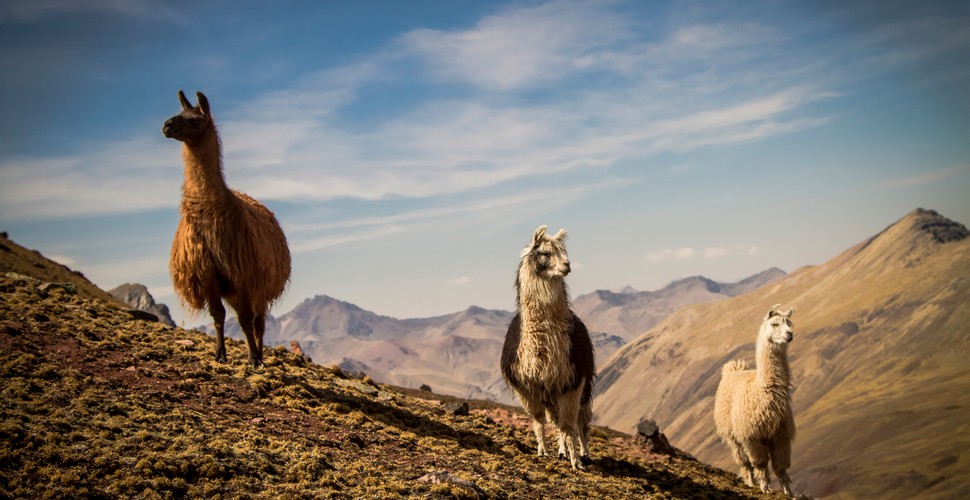 On your Peru adventure tours to The Ausangate region, you can see more than 20 bird species, llamas, alpacas, vicunas, Vizcachas, black-winged Andean geese,  and the awe-inspiring  Andean condor. All these animals combined with the stunning scenery create a setting that can only be described as completely sublime.