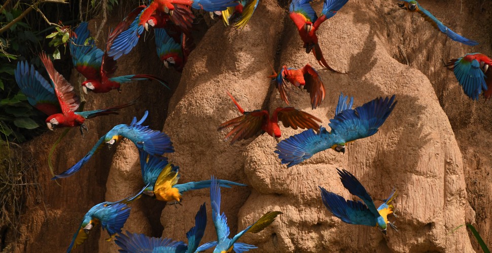The Peruvian Amazon, especially in the Tambopata Reserve, is characterized by Macaw clay licks. The word Collpa is a Spanish noun, derived from the Quechua word “Qolpa” and means salty land. This is where animals and birds gather to consume the clay, filled with mineral-rich salt.  Learn more fascinating facts about The Amazon on your Madre de Dios tours to Tambopata.