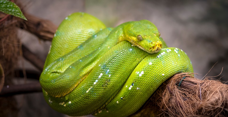 Peru is home to a rich diversity of snake species due to its varied ecosystems. The green anaconda, which is the largest non-venomous snake in the world, can be found in swamps, lakes, and marshes right through the Peruvian Amazon Rainforest. Another snake species found in Peru is the Mountain Whipsnake, which lives at elevations between 3,300 to 3,600 meters in the Manú National Park. See all the snakes you want on Manu National Park Tours from Cusco.