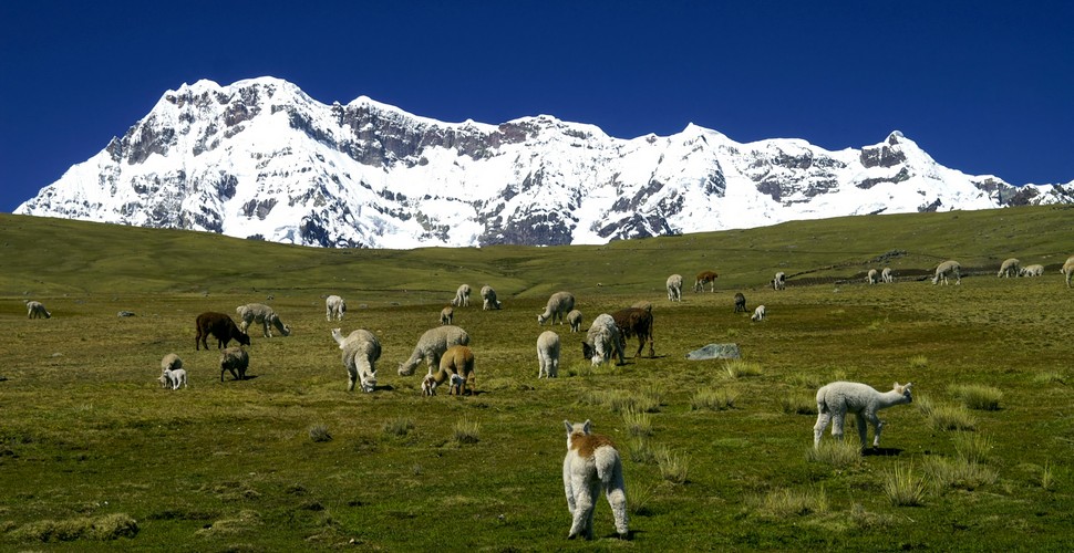 The Ausangate Trek is by far one of the best treks in Peru! Reaching altitudes of 5400m, the Ausangate trail offers an ‘off the beaten track’ adventure dotted with turquoise glacier lakes, snow-capped peaks, rainbow mountains, hot springs, and even alpacas!