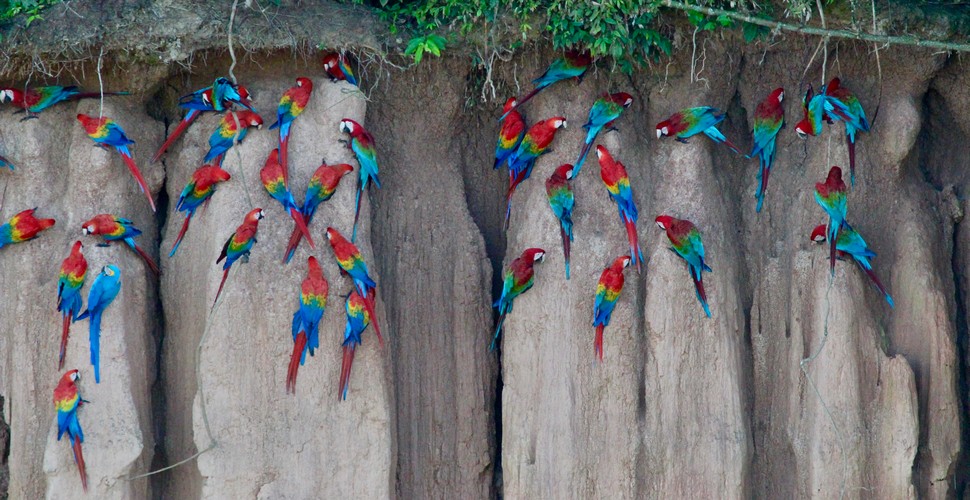 The Tambopata Reserve is a birdwatcher’s heaven,  as it is home to more than 600 bird species. Some of the bird species you are most likely to see in the reserve include macaws, toucans, parrots, and hummingbirds. Tambopata is also home to many reptiles and insects, including caimans, anacondas, boa constrictors, butterflies, beetles, and spiders. Visit on your Peru vacation packages!