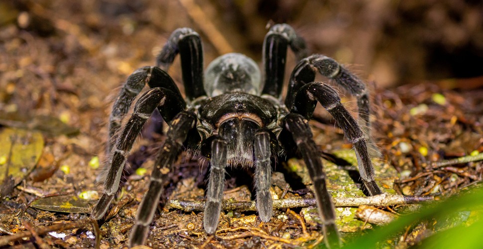 Tarantulas inhabit the Tambopata National Reserve. These fascinating creatures share their habitat with other wildlife, including jaguars, anacondas, macaws, and capybaras. If you visit, you might also spot them during night-time jungle tours along with caimans and saucer-eyed monkeys on your Madre de Dios tours.