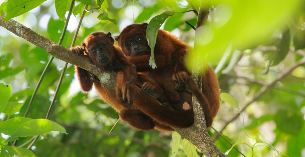 Peru is famous for its rich biodiversity, and the Tambopata National Reserve is the jewel in the Peruvian Crown. The Tambopata Reserve is a hidden gem of the Amazon rainforest that you can visit on your Madre de Dios tours. Delve into the reserve's rich biodiversity, lush rainforest, and extraordinary wildlife opportunities on your visit to the Peruvian Amazon!